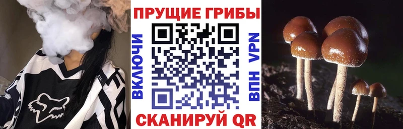 Псилоцибиновые грибы мицелий Моршанск